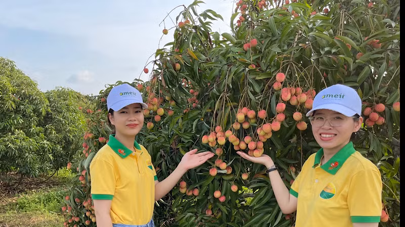 Khu vực trồng vải thiều xuất khẩu ở huyện Thanh Hà.