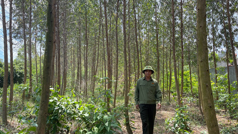 Khu rừng trồng trên núi Dược Sơn ở thành phố Chí Linh luôn được quản lý và bảo vệ tốt.