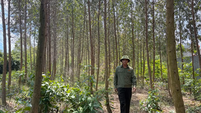 Khu rừng trồng trên núi Dược Sơn ở thành phố Chí Linh luôn được quản lý và bảo vệ tốt.