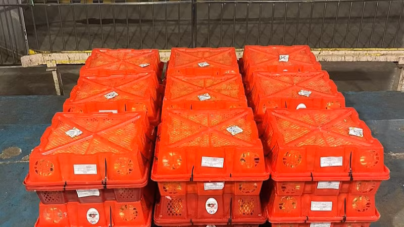 Lô vải thiều được đóng gói xuất khẩu đi Nhật.