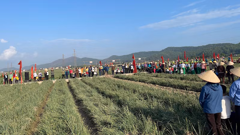 Nhân dân háo hức chờ đón Lễ hội thu hoạch hành.