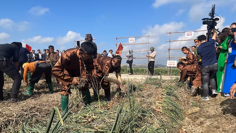 Sôi nổi hội thi thu hoạch hành.