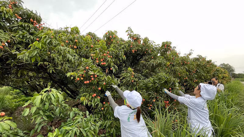 Thu hái vải thiều ở xã Thanh Xá.