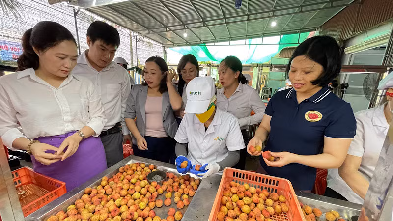 Kiểm tra chất lượng vải thiều xuất khẩu ở huyện Thanh Hà.