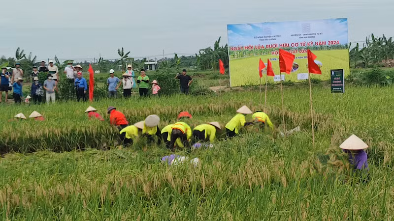 Các đội thi gặt lúa hữu cơ tại Lễ hội lúa rươi huyện Tứ Kỳ.