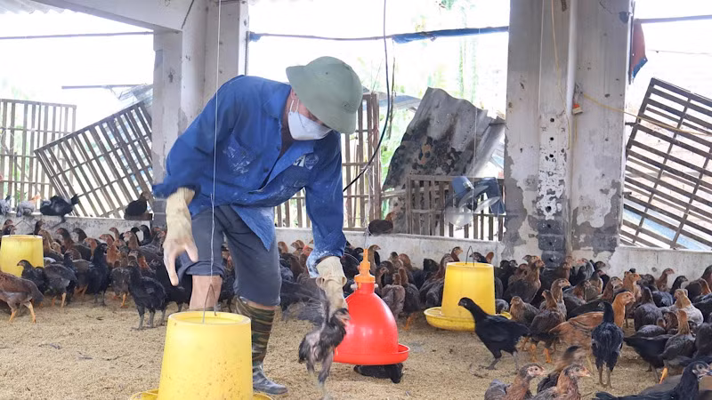 Các hộ nuôi gia cầm tại Hải Dương chú trọng chăm sóc đàn gia cầm sau bão số 3.