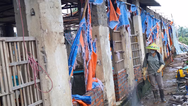 Tiêu độc khử trùng cho chuồng trại chăn nuôi ở huyện Kim Thành.