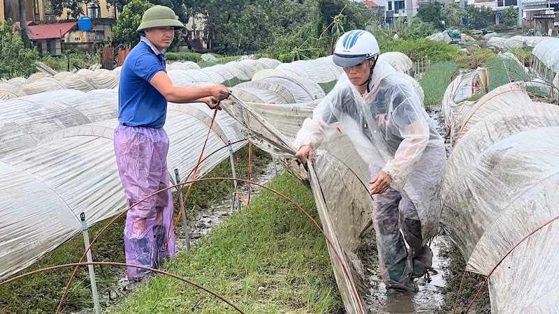 Nông dân huyện Thanh Miện khẩn trương khắc phục thiệt hại sau bão số 3 ở cánh đồng xã Phạm Kha.