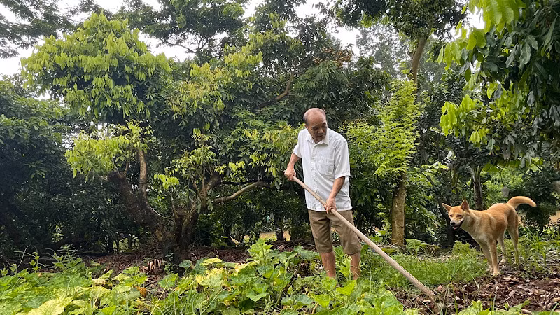 Nhãn mất mùa, ông Nguyễn Đình Xuyên dành nhiều thời gian trồng thêm một số loại rau màu để tăng thêm thu nhập.