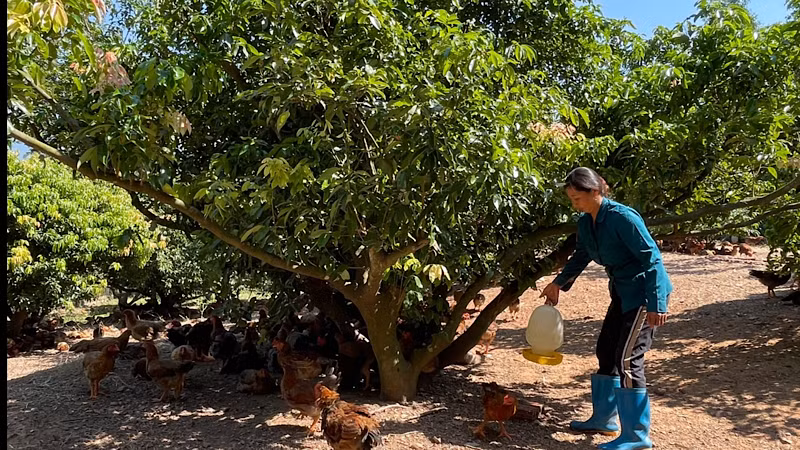 Mất mùa vải, nhãn, nông dân xã Hoàng Hoa Thám tập trung chăm sóc gà đồi.