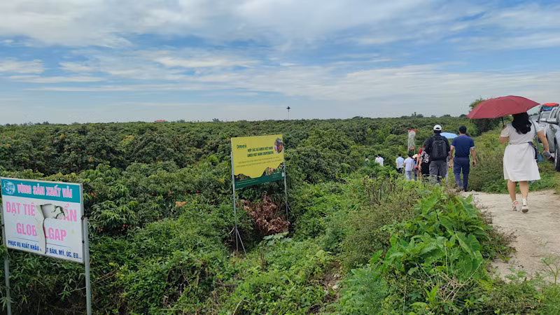 Vùng trồng vải thiều xuất khẩu ở huyện Thanh Hà.