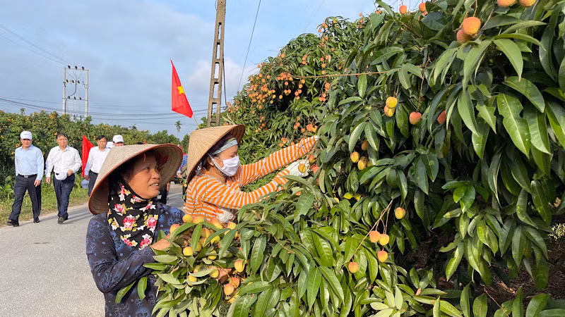 Vải thiều Thanh Hà năm nay được mùa, dự kiến sản lượng đạt 38.000 tấn.