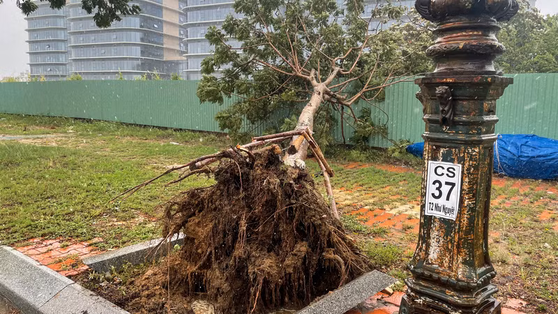 Cây xanh bật gốc, ngã đổ trên đường Như Nguyệt.