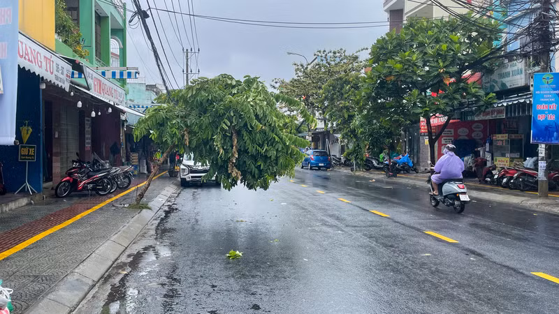 Cây xanh bị gió quật ngã nghiêng, che chắn lối đi trên đường Trần Cao Vân.