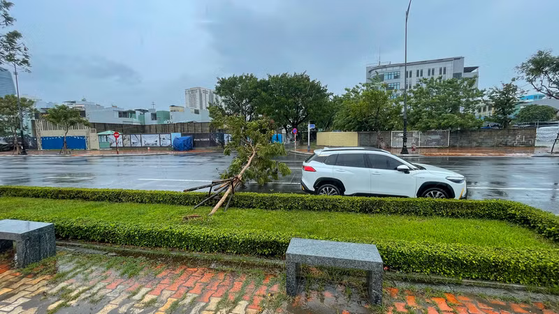 Cây xanh ngã trên đường Như Nguyệt.