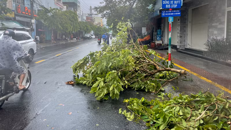 Sức gió áp thấp nhiệt đới quật đổ nhiều cây xanh tại Đà Nẵng ảnh 1