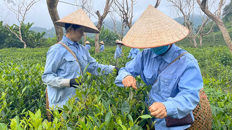 Người dân xã Xuân Lao, huyện Mường Ảng thu hái chè. (Ảnh: Lê Lan)