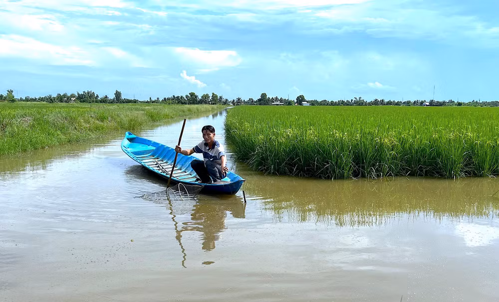 Nông dân xã Trí Lực kiểm tra tôm sú nuôi xen canh trong ruộng lúa trước khi thu hoạch.