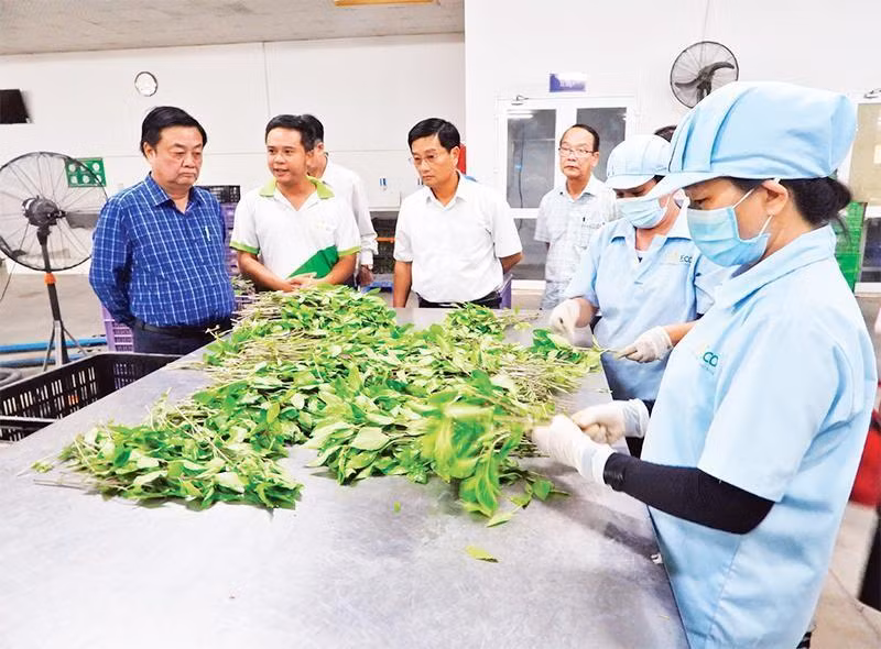 Đoàn công tác Bộ Nông nghiệp và Phát triển nông thôn khảo sát sản xuất rau sạch tại trang trại WinEco tại huyện Củ Chi. (Ảnh TRẦN TRUNG).