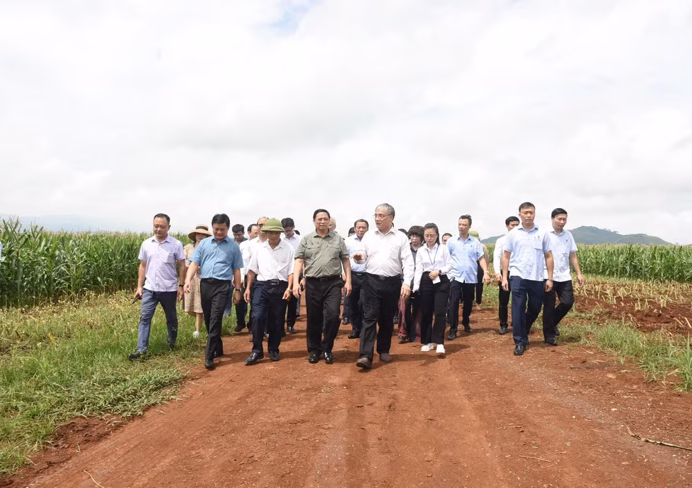 Thủ tướng Phạm Minh Chính đến thăm cánh đồng cỏ ứng dụng công nghệ cao của Tập đoàn TH.