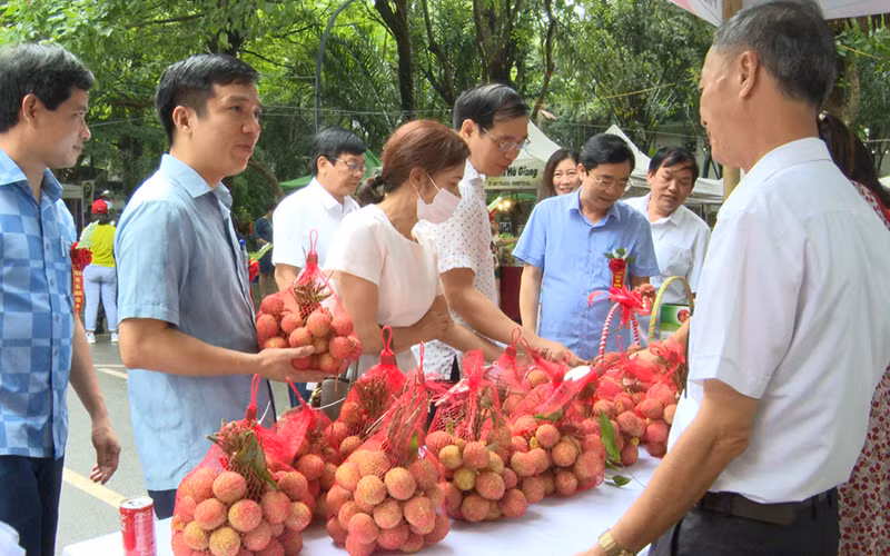 Nông dân Phù Cừ giới thiệu đặc sản vải lai chín sớm của huyện.