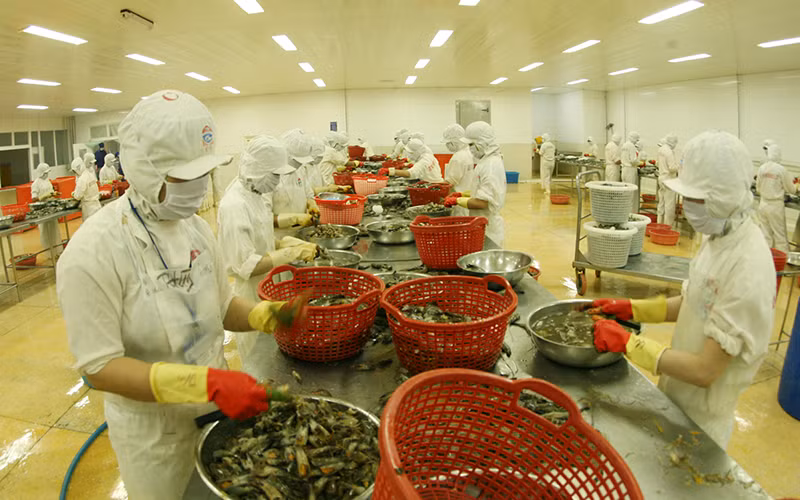 Chế biến thủy sản xuất khẩu tại Công ty cổ phần Chế biến thủy sản xuất nhập khẩu Kiên Cường, tỉnh Kiên Giang. (Ảnh TRẦN TUẤN)