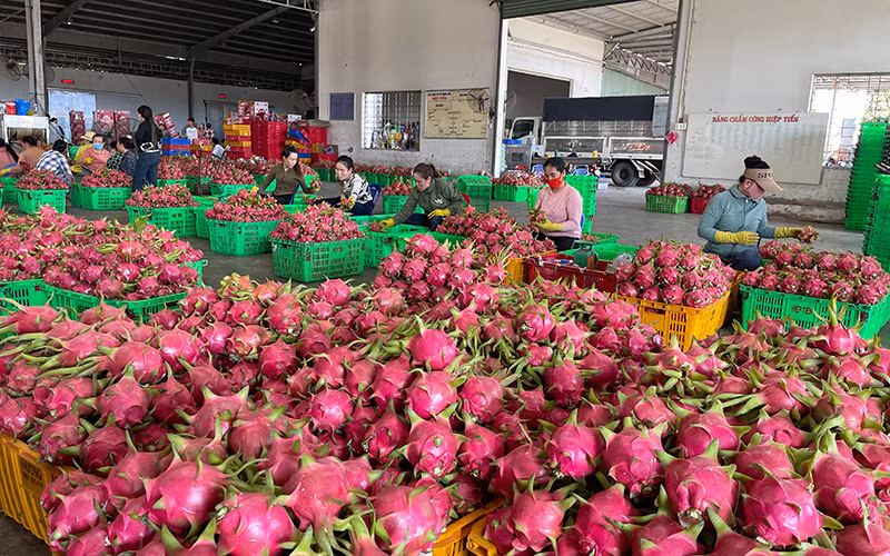 Thanh long giảm phát thải bán được giá cao, xuất khẩu qua nhiều thị trường khó tính.