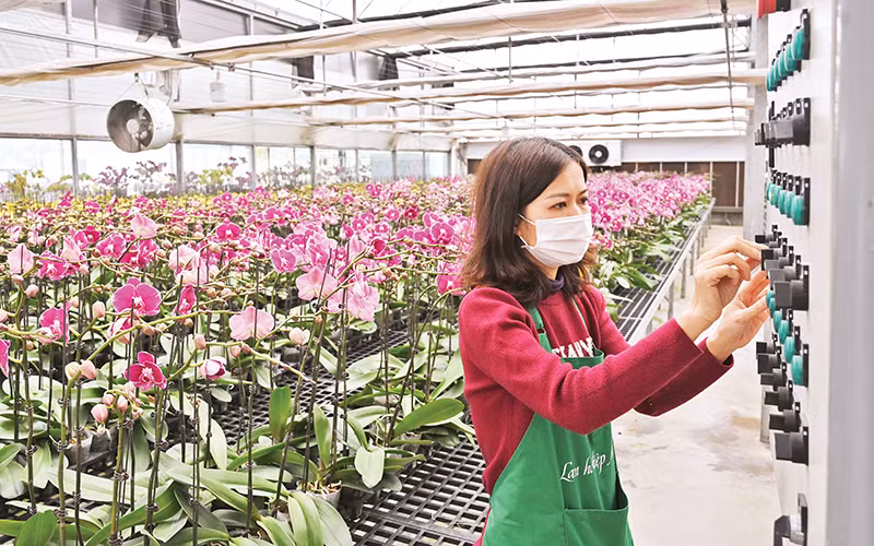 Vận hành hệ thống chăm sóc hoa lan hồ điệp tại trang trại Mê Linh F-Farm. (Ảnh Đăng Anh)