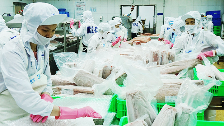 Chế biến cá ngừ xuất khẩu. Ảnh: NAM ANH