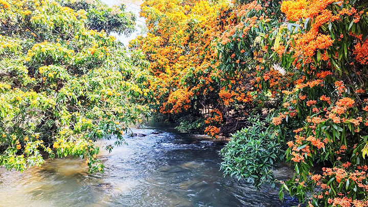 Sắc hoa trang bên suối