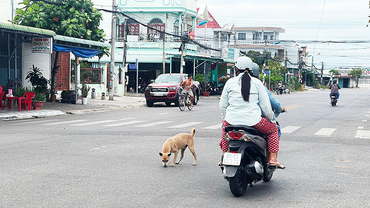 Chó thả rông nơi công cộng gây nguy hiểm cho cộng đồng.