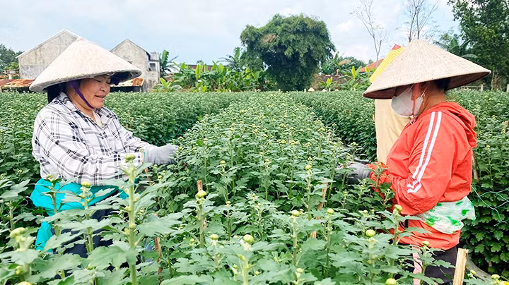 Chăm sóc hoa cúc tại làng hoa Hà Đông (Điện Bàn, Quảng Nam).