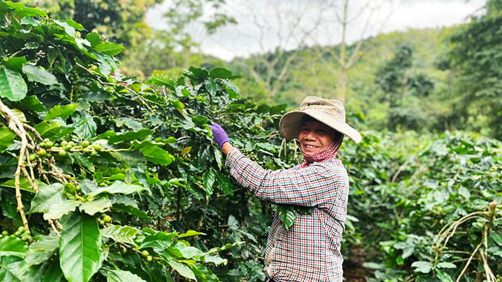 Cây cà-phê càng phát triển mạnh mẽ nhờ thảm xanh liền kề.