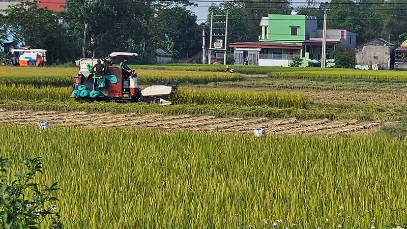 Cơ giới hóa khâu thu hoạch ở Thanh Hóa.