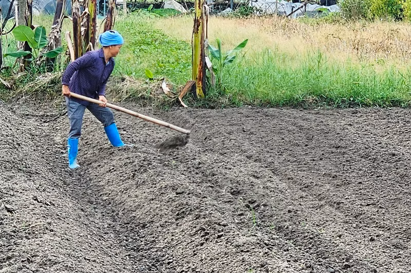 Nông dân làm đất, trồng cây vụ đông.