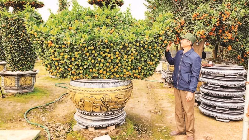 Nông dân huyện Văn Giang, tỉnh Hưng Yên chuyển đổi trồng cây cảnh cho thu nhập cao