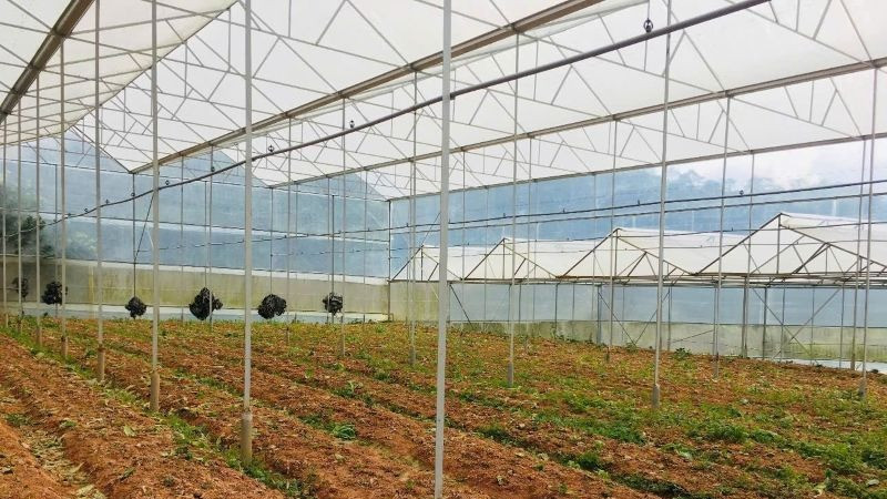 Nguồn vốn vay được Hợp tác xã dịch vụ nông nghiệp tổng hợp Tân Tiến, thành phố Đà Lạt (Lâm Đồng) đầu tư hiệu quả.