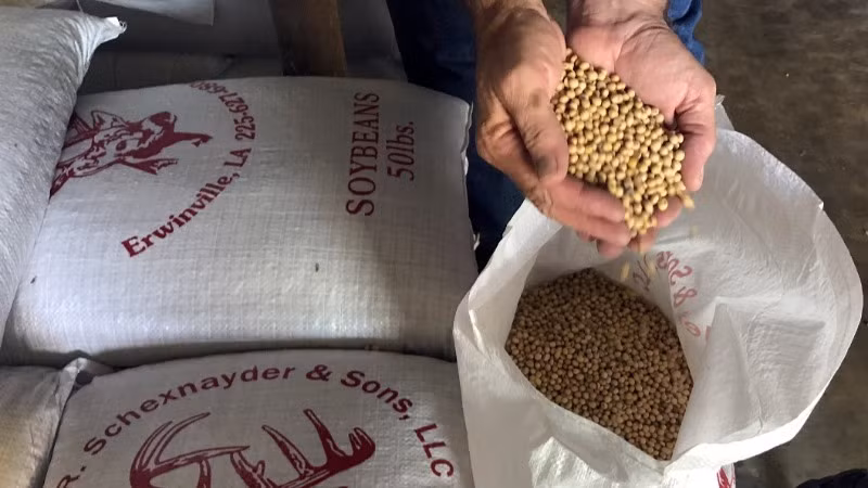 Giá đậu tương mở rộng đà giảm sang phiên thứ 5