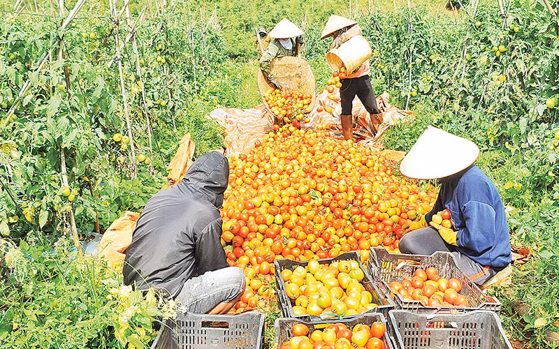 Sản phẩm cà chua hữu cơ của Hợp tác xã Nông nghiệp công nghệ cao Đắk Ha.