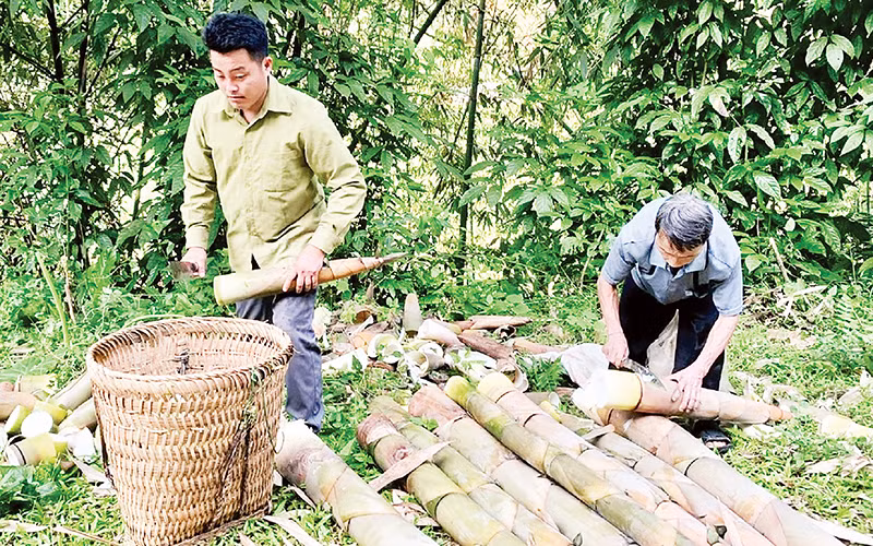 Anh Sổng A Cảnh, bản Khuôn Bổ, xã Hồng Ca, huyện Trấn Yên thu hoạch măng tươi.