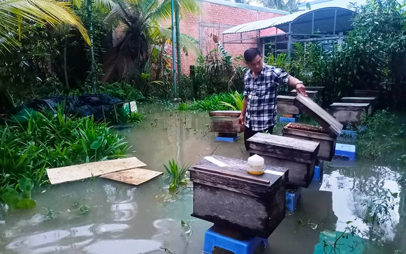 Một hộ nuôi ong ở Phường 10, thành phố Mỹ Tho (Tiền Giang) bị triều cường gây ngập.