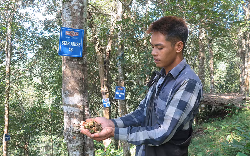 Người dân thôn Đông B, xã Yên Phúc, huyện Văn Quan (Lạng Sơn) đang thu hái hoa hồi hữu cơ.