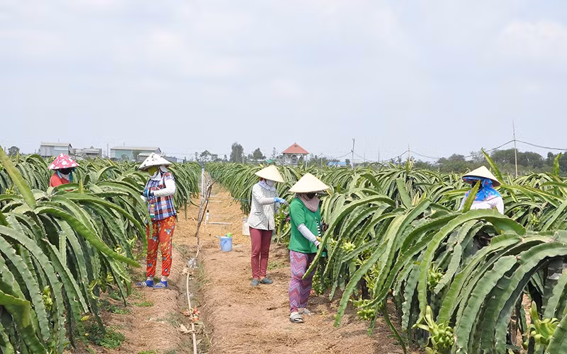 Người dân xã Kiểng Phước, huyện Gò Công Đông (Tiền Giang) chăm sóc thanh long. (Ảnh NGUYỄN SỰ)