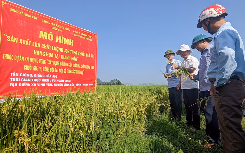 Mô hình “Sản xuất lúa chất lượng J02 theo chuỗi giá trị hàng hóa tại Thanh Hóa” do Trung tâm Khuyến nông quốc gia triển khai tại xã Vĩnh Yên, huyện Vĩnh Lộc. (Ảnh TRỌNG MINH)