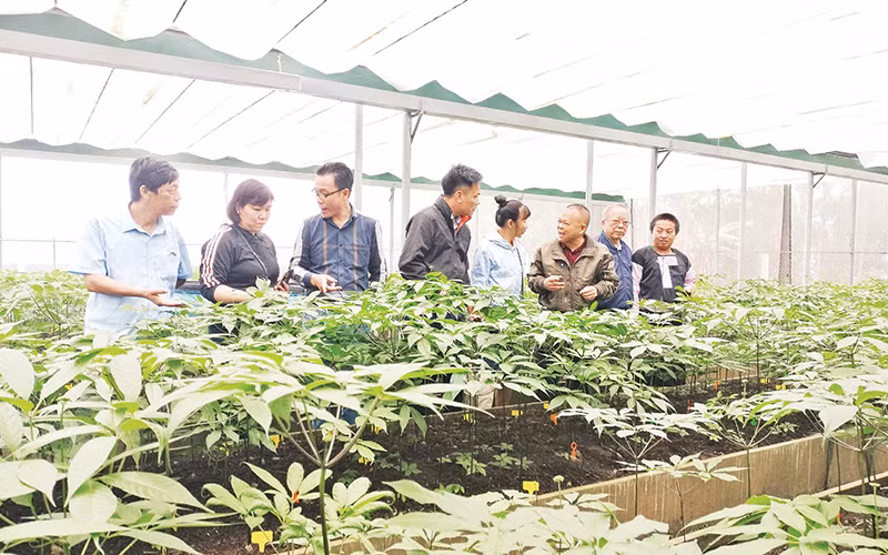 Mô hình ứng dụng công nghệ cao trong trồng sâm Ngọc Linh tại bản Sam Ta, xã Chiềng Chung, huyện Mai Sơn.