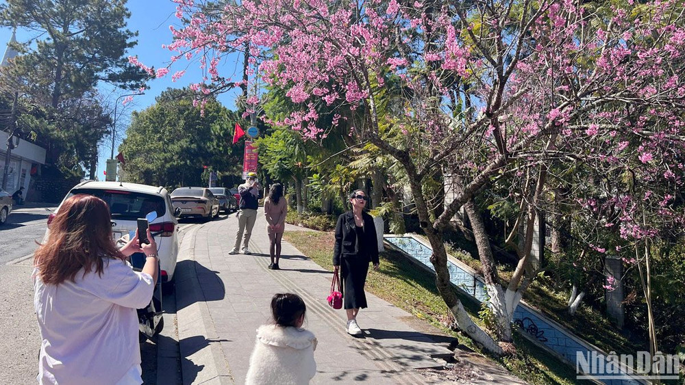 Hoa mai anh đào Đà Lạt bung cánh đúng dịp Tết thu hút khách du xuân. 