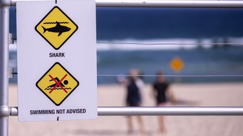 Biển cảnh báo cá mập ở Sydney, Australia. Ảnh: Tân Hoa xã