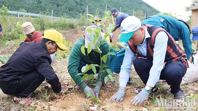 Người dân tham gia trồng cây gỗ lớn tại xã Hòa Bắc, huyện Hòa Vang, Đà Nẵng. (Ảnh: THANH TÂM)
