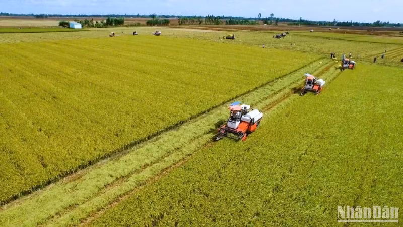 Bội thu trên cánh đồng lúa phát thải thấp tại Vĩnh Thạnh, Cần Thơ.