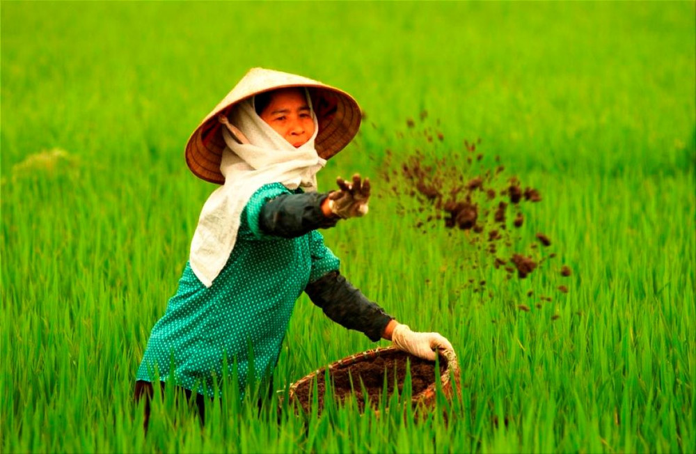 Nâng cao hiệu quả sản xuất từ sử dụng đúng phân bón